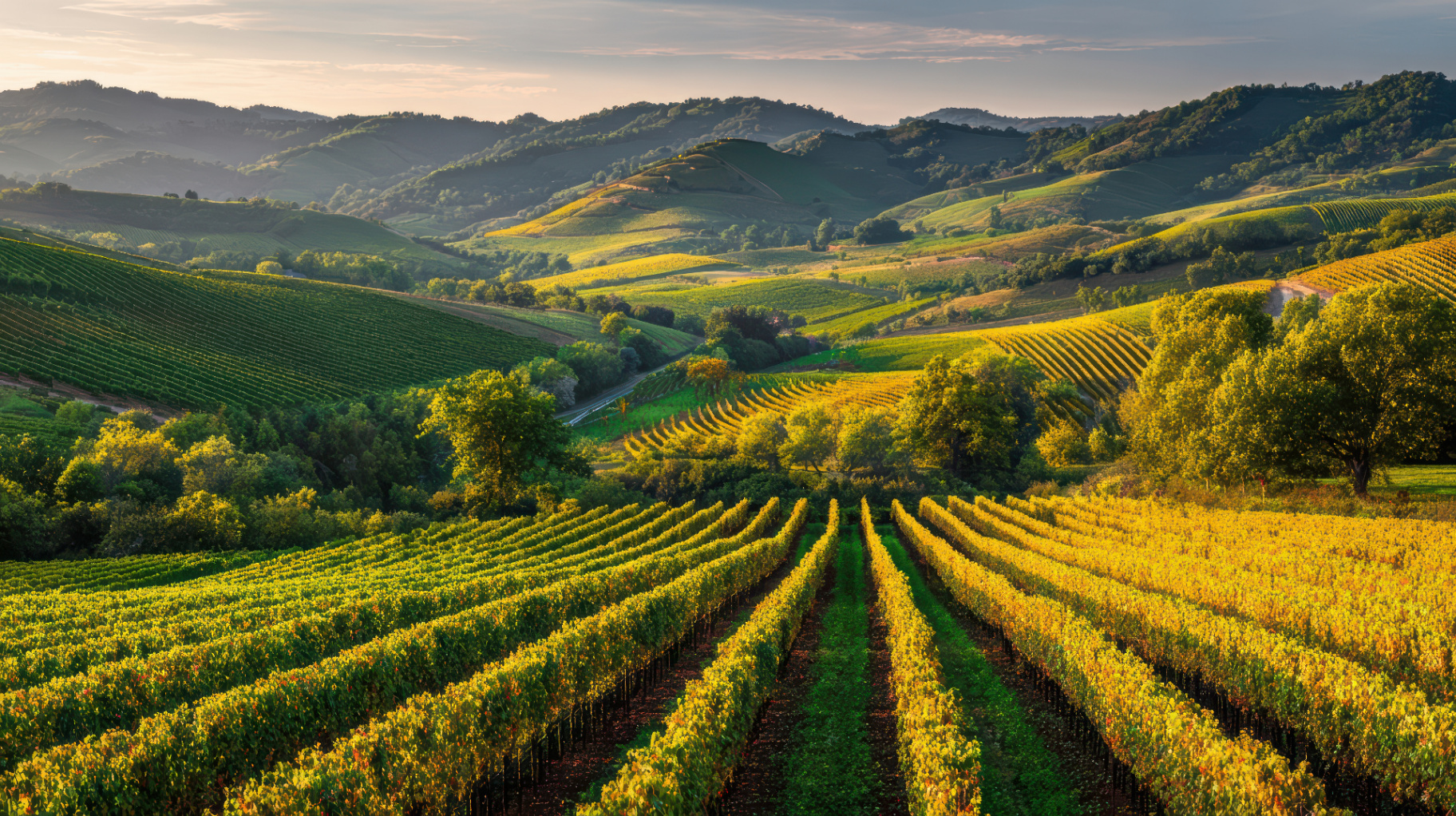 Vue aérienne des vignes bourguignonnes au lever du soleil