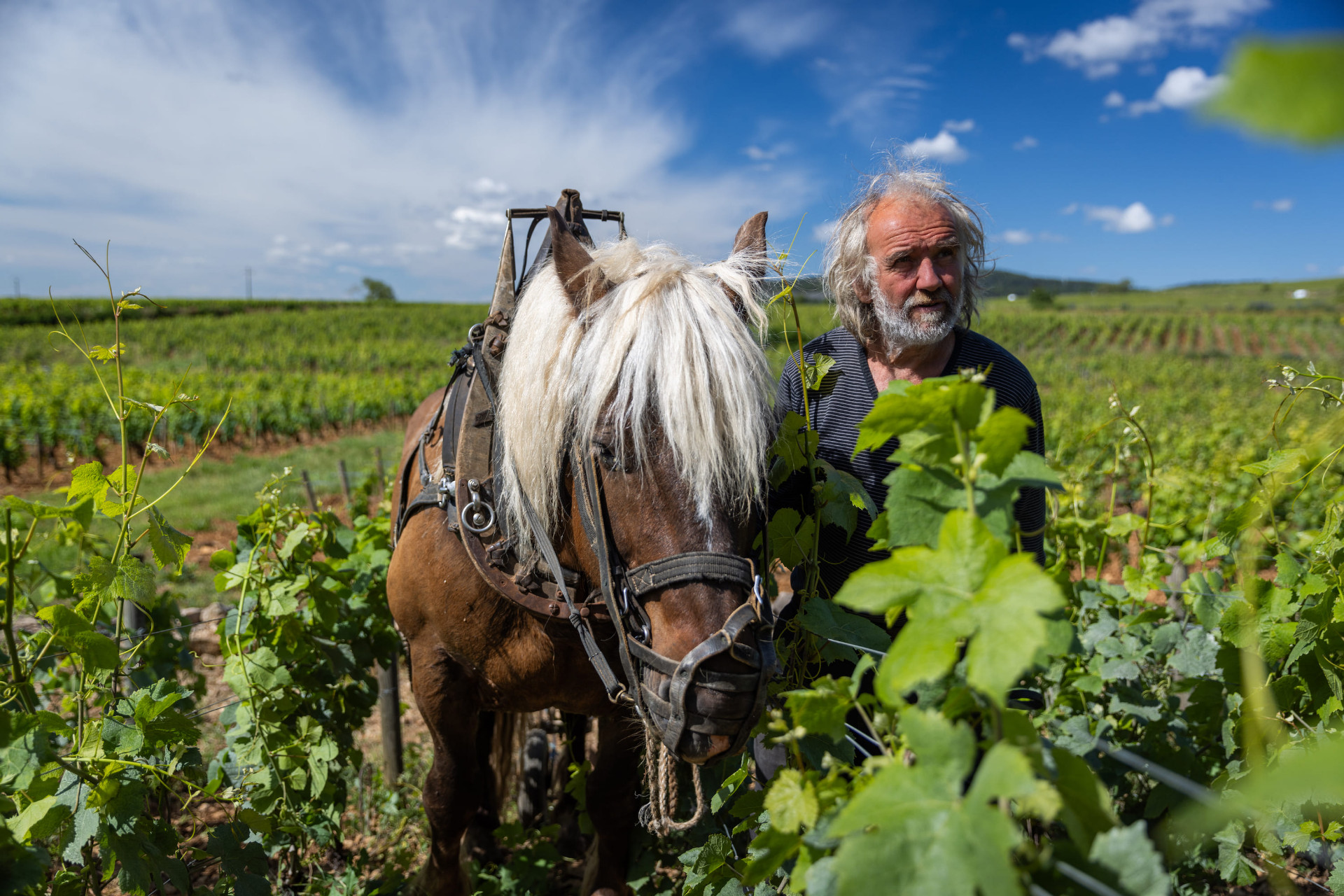 Travail à cheval